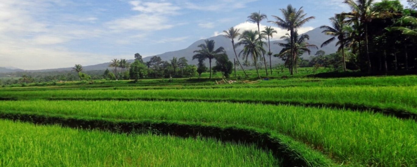 Mountain and rice